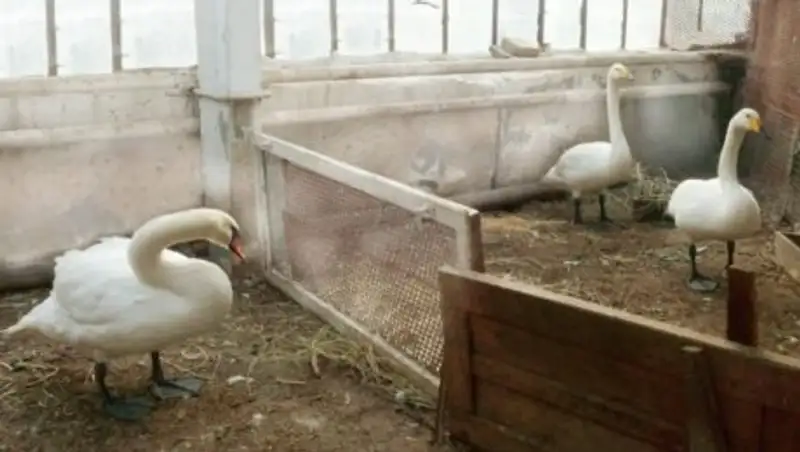 Замерзающего лебедя спасли в Костанайской области