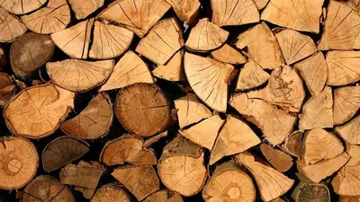 В Казахстане ввели запрет на вывоз лесоматериалов, фото - Новости Zakon.kz от 10.12.2022 15:29