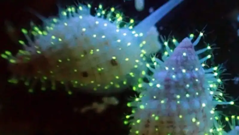 В Красном море найдены неизвестные науке светящиеся существа