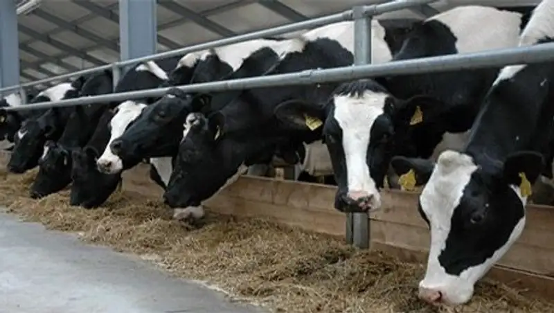 Кызылординская область лидирует по республике в реализации программы «Сыбага»