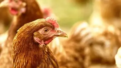 pixabay.com, фото - Новости Zakon.kz от 29.01.2021 21:15