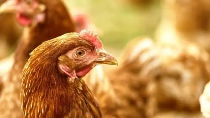 Куры сгорели при пожаре в Алматы