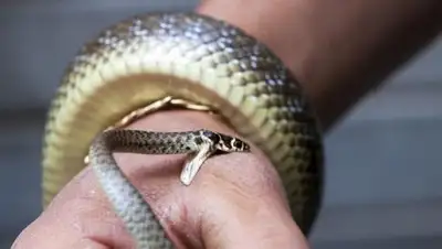 Zakon.kz, фото - Новости Zakon.kz от 22.08.2017 16:22