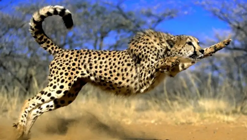 Алматинский зоопарк прокомментировал возмущение жителя об опасном вольере для гепарда