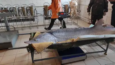 огромная рыба около 200 кг, фото - Новости Zakon.kz от 19.04.2022 19:03
