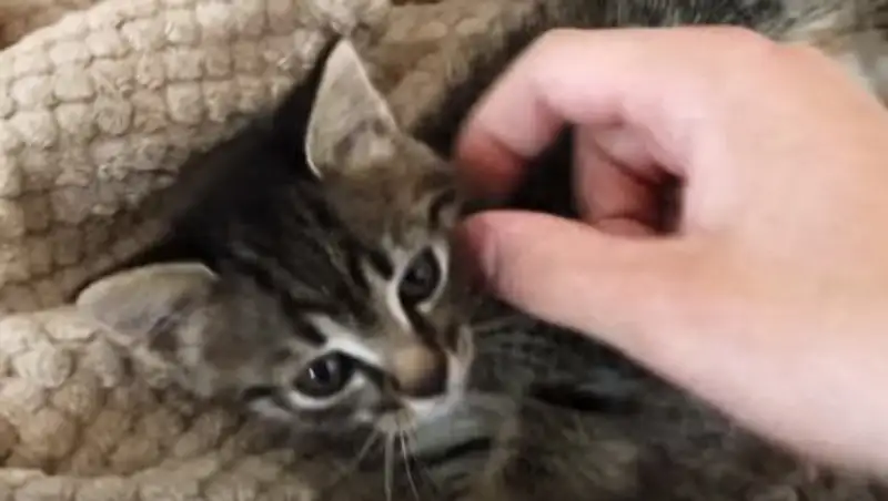 Пользователи Сети вычислили живодера, угрожавшего мучить котенка за отсутствие "лайков"