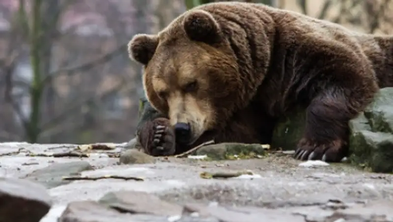 На Камчатке медведь загрыз рыбака