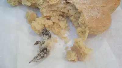 нур-султан, медцентр, коржик, мышь, дсэк, фото - Новости Zakon.kz от 22.02.2022 17:55