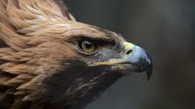 Беркут не сдержался: казус на телепередаче обсуждают казахстанцы, фото - Новости Zakon.kz от 09.03.2023 14:13