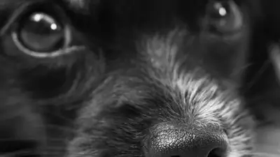 В Актобе пса спасли из колодца, где он провел два месяца , фото - Новости Zakon.kz от 23.07.2023 02:47