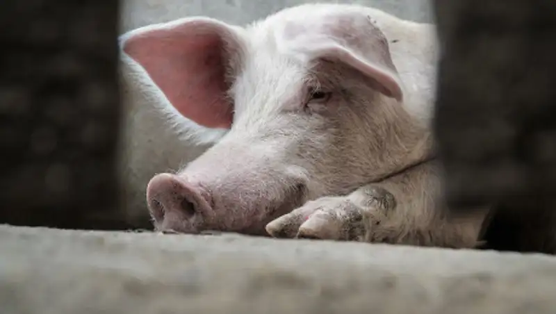 Из-за свиньи на трассе под Волгоградом погиб казахстанец