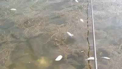 ГолосUA, фото - Новости Zakon.kz от 13.08.2020 01:16