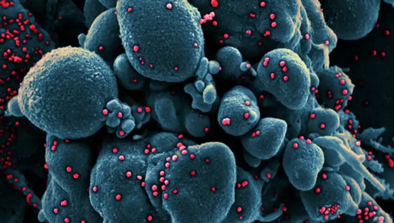 Авиакомпания Turkish Airlines прекращает все рейсы из-за пандемии