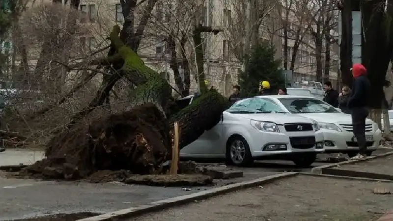 Упало дерево на автомобиль: кто возместит ущерб?