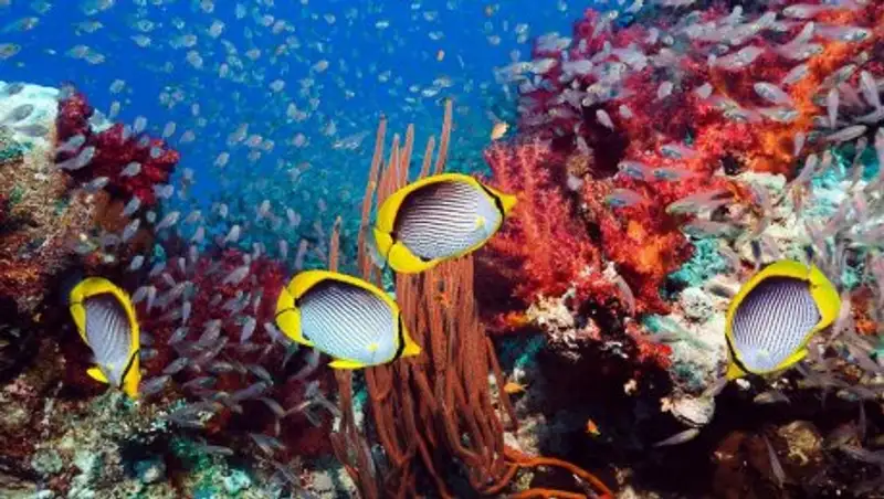 В Иордании из затопленного самолета создадут коралловый риф