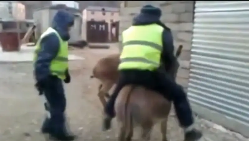 В Махачкале осел похитил инспектора ГИБДД