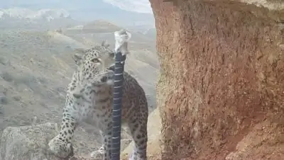 кадр видео, фото - Новости Zakon.kz от 23.11.2020 17:25