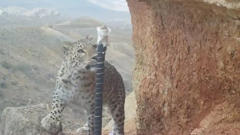 Редкий гость: леопард забрел в Мангистаускую область