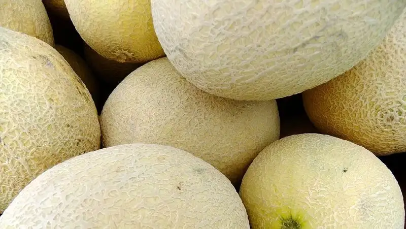 62 тонны контрабандной дыни пытались ввезти в Казахстан из Узбекистана