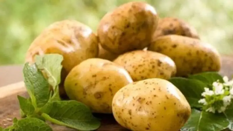 Аграрии Павлодарской области собрали свыше 400 тыс тонн картофеля