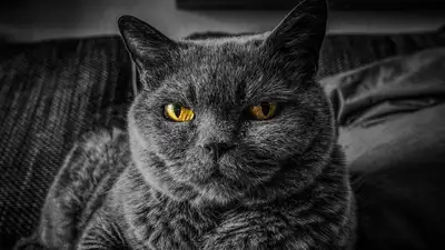 Взгляд кошки, фото - Новости Zakon.kz от 06.11.2023 17:07