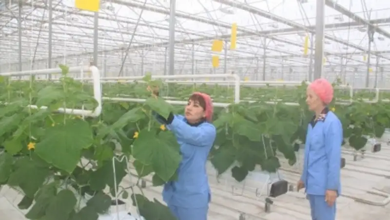 В ЮКО собираются создавать агроиндустриальные зоны