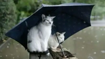 Zakon.kz, фото - Новости Zakon.kz от 03.09.2016 12:00