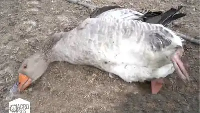 gov.kz, фото - Новости Zakon.kz от 17.09.2020 10:26