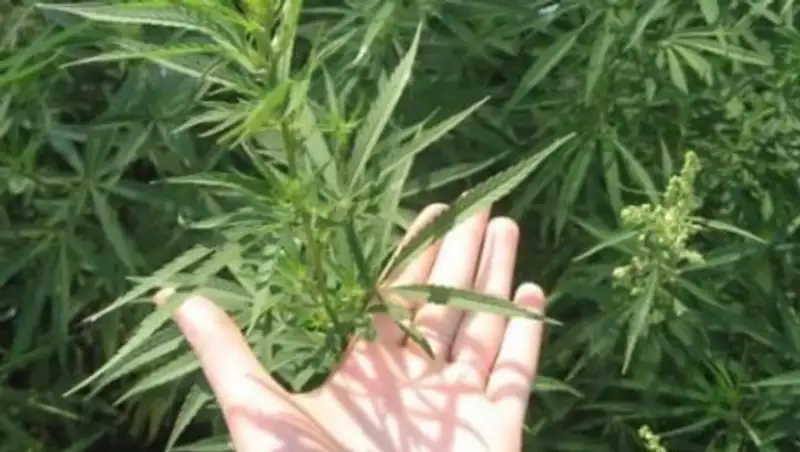 Депутат Шу алқабындағы қарасораны пайдалануға қатысты ойын айтты