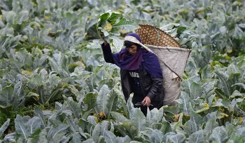 Урожай 2013, фото - Новости Zakon.kz от 07.11.2013 19:46