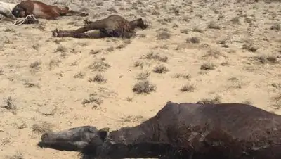 ainews.kz, фото - Новости Zakon.kz от 08.06.2021 22:33