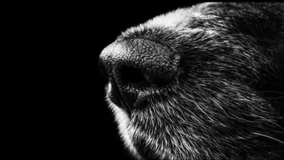 Pixabay, фото - Новости Zakon.kz от 20.08.2020 12:59