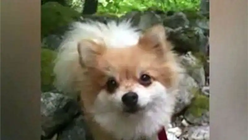 Американец оказался в тюрьме за то, что накормил подругу мясом ее собаки