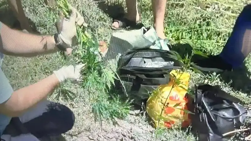 27 кустов каннабиса изъяли у жителя Жетысуской области