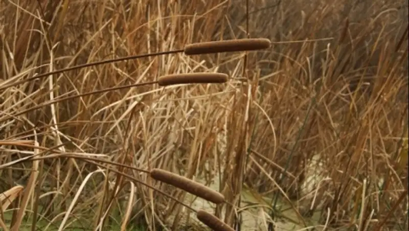 Бумагу из камыша будут выпускать в Алматинской области