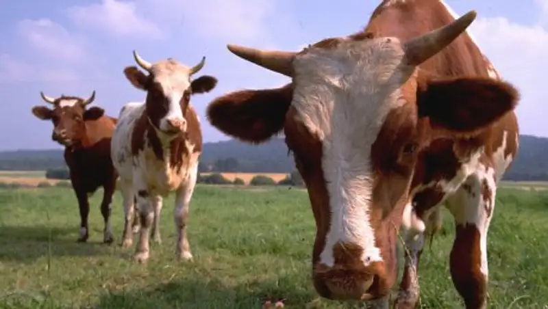 Падеж скота от нодулярного дерматита в Атырауской области прекратился