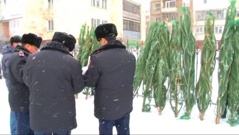 В Акмолинской области полицейские не допускают незаконной вырубки елок