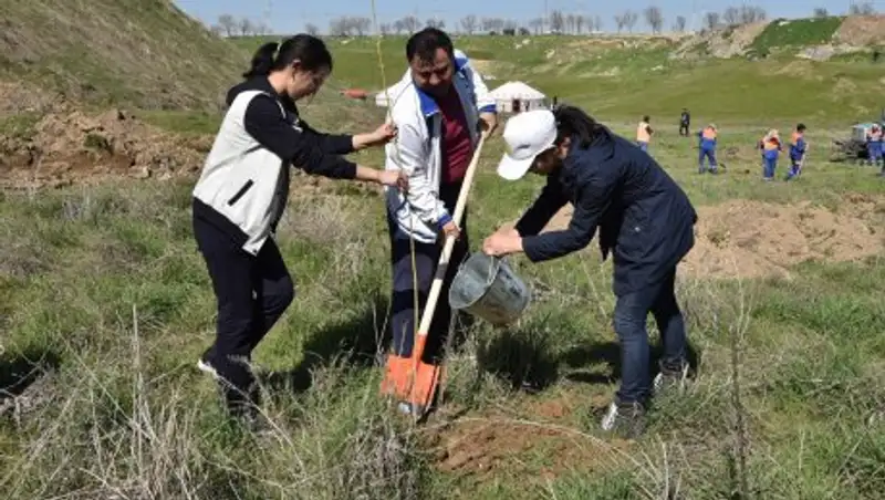 В Шымкенте по программе «Шаткал» на 226 гектарах посадят саженцы деревьев