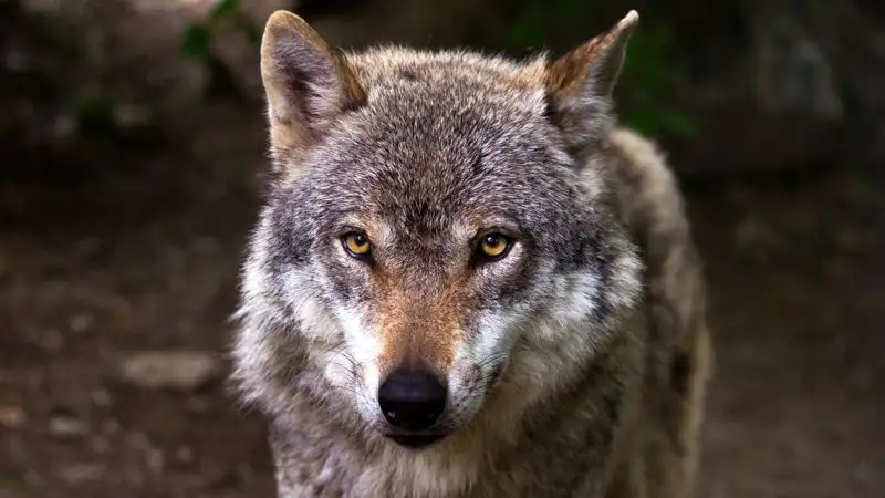 Волк укусил ребенка в зоопарке Усть-Каменогорска