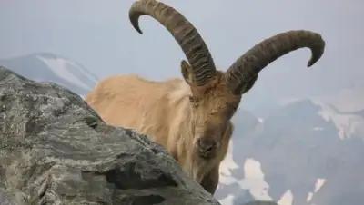 express-k.kz, фото - Новости Zakon.kz от 16.01.2019 22:41