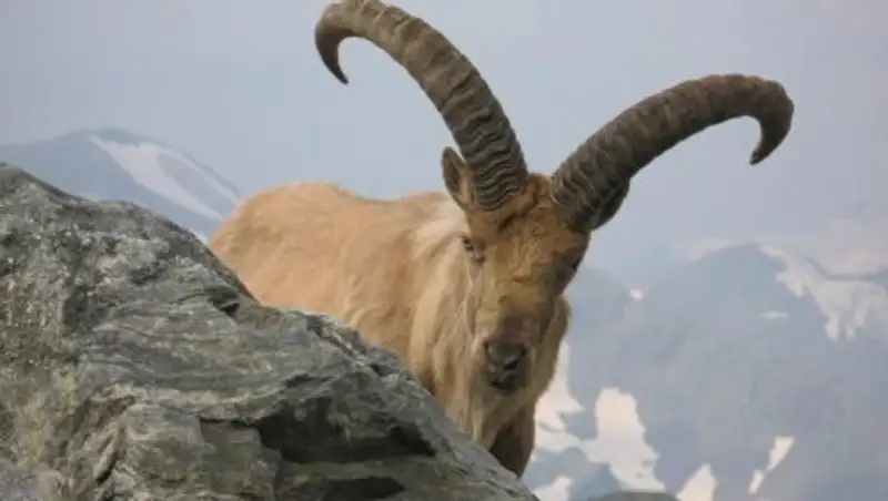 Краснокнижного архара освободили из плена жителя ВКО