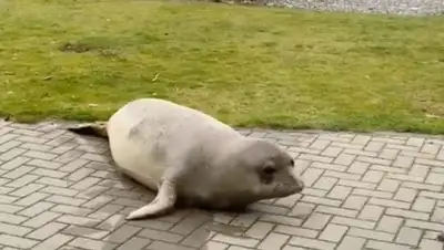 Vice, фото - Новости Zakon.kz от 30.04.2020 11:28