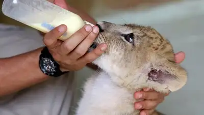 © REUTERS / Jaime Saldarriaga, фото - Новости Zakon.kz от 14.11.2018 00:51