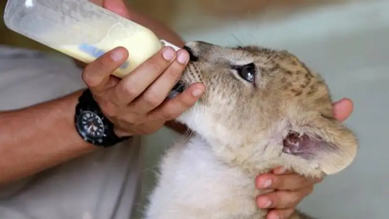 В Париже нашли львенка в Lamborghini