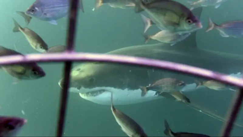 В Австралии в результате нападения акулы погиб дайвер