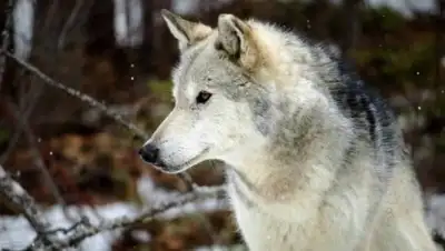 Zakon.kz, фото - Новости Zakon.kz от 26.01.2017 23:12