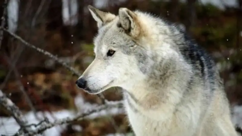 Команду корабля на Каспии напугала стая волков
