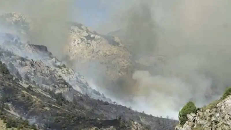 В ЮКО на территории национального парка произошел пожар