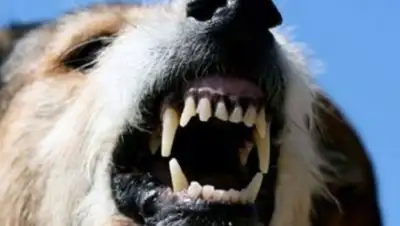 12 Канал, фото - Новости Zakon.kz от 04.03.2018 16:13