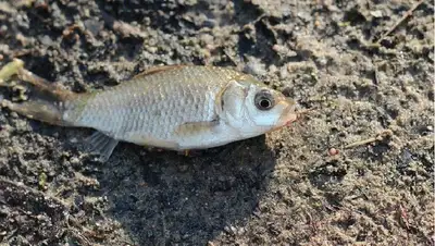 берег, фото - Новости Zakon.kz от 03.07.2022 21:20